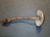 Inocybe griseolilacina image