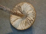 Inocybe griseolilacina image