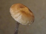 Inocybe griseolilacina image