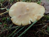 Russula fragrantissima image