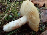 Russula fragrantissima image