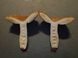 Russula fragrantissima image