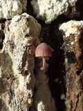 Mycena corticola image