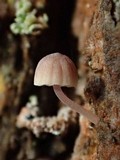 Mycena corticola image