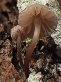 Mycena corticola image