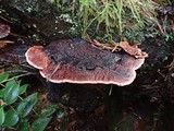 Fomitopsis cajanderi image