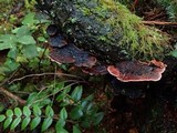 Fomitopsis cajanderi image
