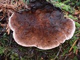 Fomitopsis cajanderi image