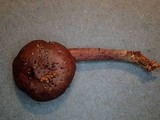 Cortinarius ceskarum image