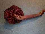 Cortinarius ceskarum image