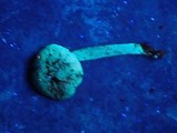 Cortinarius ceskarum image