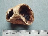 Elaphomyces granulatus image