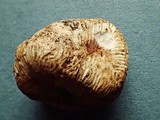 Elaphomyces granulatus image