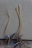 Macrotyphula juncea image