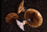 Tricholoma focale image