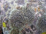 Phaeophyscia ciliata image