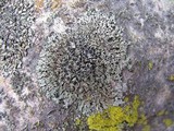 Phaeophyscia ciliata image