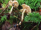 Rhodocybe roseiavellanea image