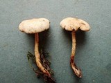 Rhodocybe roseiavellanea image