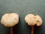 Rhodocybe roseiavellanea image