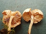 Rhodocybe roseiavellanea image
