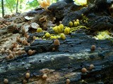 Physarum polycephalum image