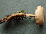 Rhodocybe roseiavellanea image