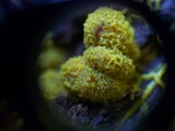 Physarum polycephalum image