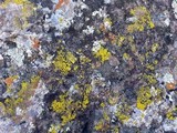 Candelariella citrina image