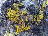 Candelariella citrina image