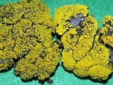 Candelariella citrina image
