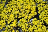 Candelariella citrina image