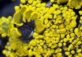 Candelariella citrina image
