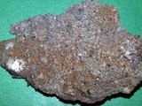 Caloplaca crenulatella image