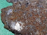 Caloplaca crenulatella image