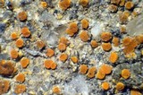Caloplaca crenulatella image