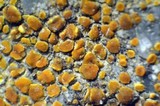 Caloplaca crenulatella image