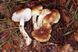 Hygrophorus roseobrunneus image