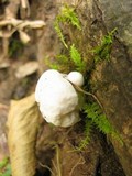 Tyromyces chioneus image