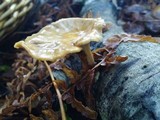 Polyporus leptocephalus image
