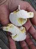 Suillus neoalbidipes image