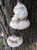 Fomitopsis ochracea image