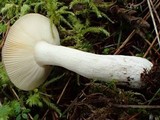 Russula placita image