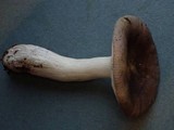 Russula placita image