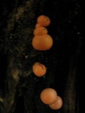 Lycogala epidendrum image