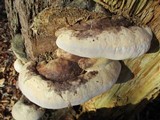 Fomitopsis ochracea image