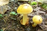 Amanita pseudovolvata image