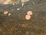 Ascocoryne cylichnium image
