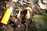 Amanita pseudovolvata image