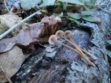 Mycena californiensis image